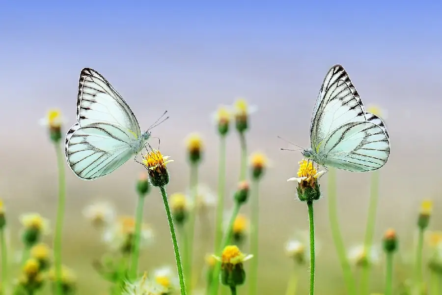 Spring Fun Facts Trivia Questions and Answers